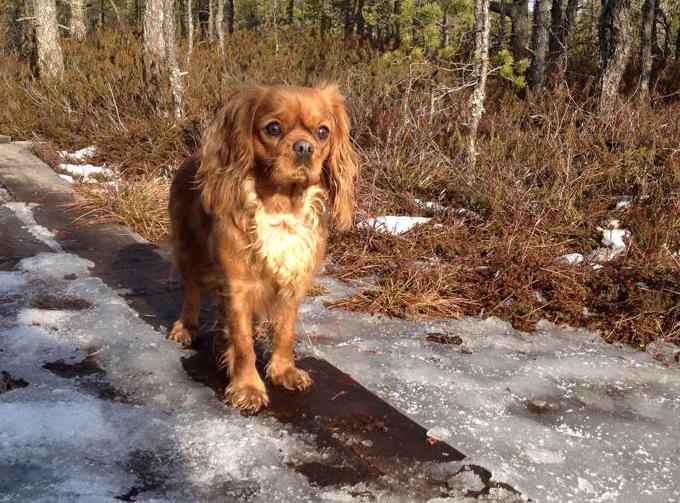 Kallioluodon Mesimarja