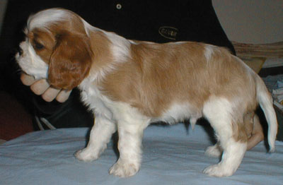 Kallioluodon Bruno Benelli 'Lenni' liki luovutusik�isen�