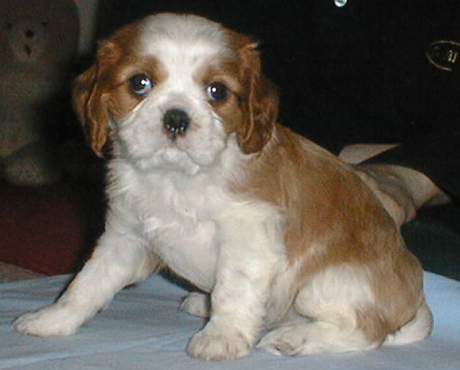 Kallioluodon Bruno Benelli 'Lenni' liki luovutusik�isen�