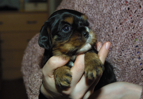 Kalle nelj�n viikon ik�isen�