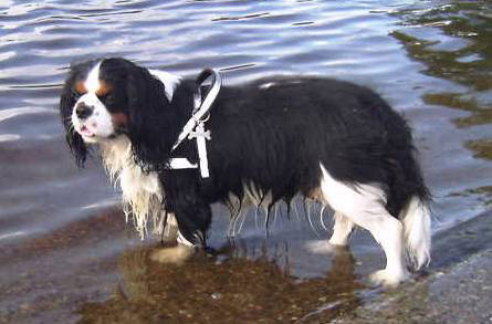 Pontus kes�tunnelmissa 2003 :)