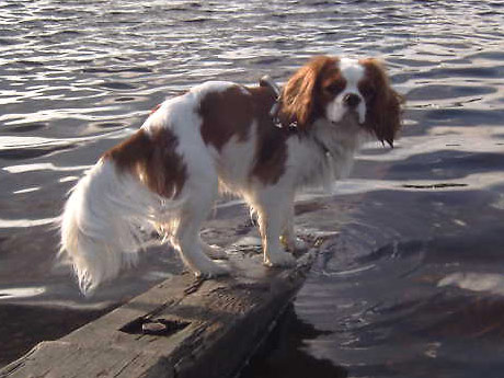 Leevi kes�n vietossa 07/2003 :)