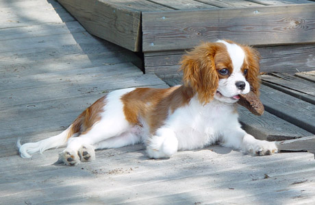 Fasu 4 kuukauden i�ss� (27.7.2003)