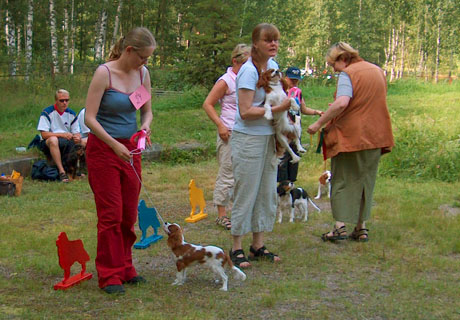 Gini ROP-pentu SCKCS ry:n kes�p�ivill�