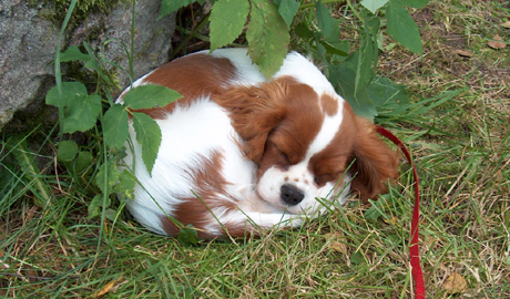 Gini torkuilla kes�p�ivien aikaan