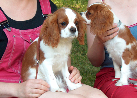 Vilma SCKCS ry:n kes�p�ivill� elokuussa 2004, vieress� Gini-sisko