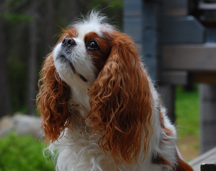 Vilma kes�ll� 2011