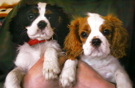 Vilma ja Muusa-sisko kes�kuussa 2004