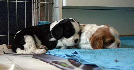 Pennuista Geisha ja Gloria nokosilla