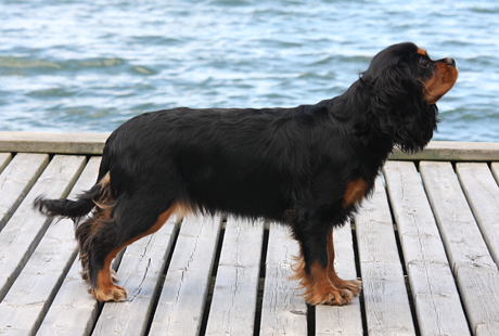 Nelli kes�ll� 2008