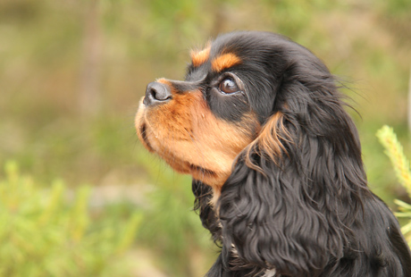 Nelli kes�ll� 2008