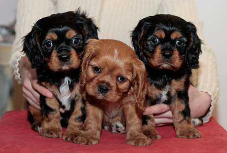 Java, Jive ja Jazz 8 viikon i�ss�