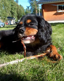 Kuten �iti my�s Kalle tykk�� sy�d� keppej� :)