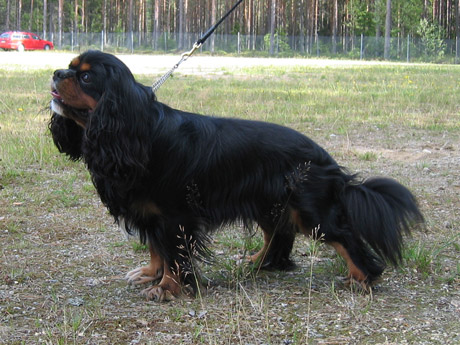 Kalle ensimm�isen n�yttelyn j�lkeen nuorena poikana :)