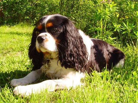 Kinuski kes�ll� 2002