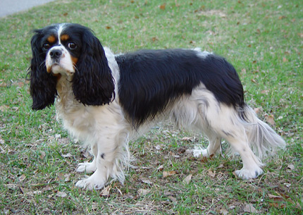 Kinuski 11.05.2003 kotipihalla