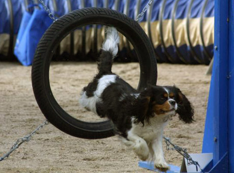 Kinuski kisoissa 30.08.2003