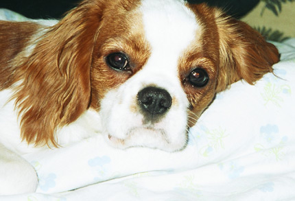 Leevi joulun 2002 tiet�mill� :)