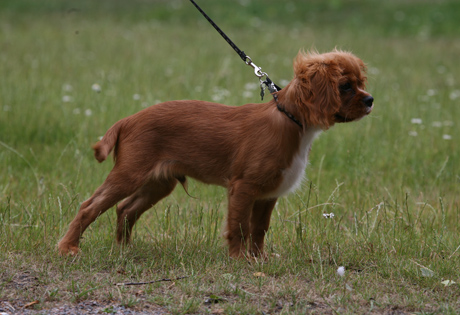 Emil 4,5 kk i�ss� (hein�kuu 2010)