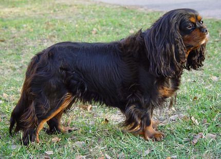 Lotta 11.05.2003 kotipihalla