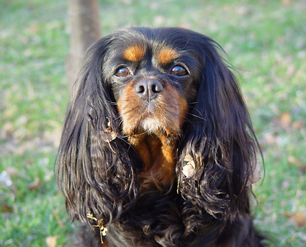 Lotta korvat lehtisotkussa :)