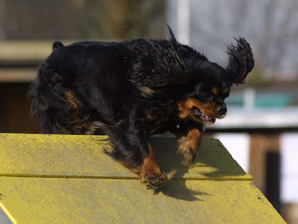 Lotta Joensuun agilitykisoissa 18.4.2003