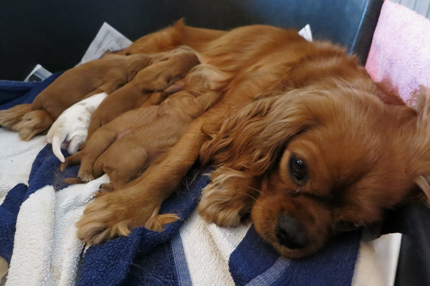 Kallioluodon M-pentue, s. 3.3.2012