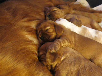 Kallioluodon M-pentue kahden viikon i�ss�