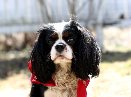 Muusa 2-vuotiaana (kev�t 2006)