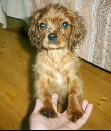 Ruben syksyll� 2002