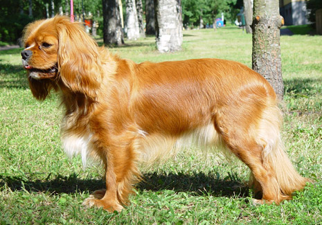 Sandy hein�kuussa 2003