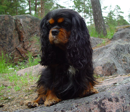 Tessa kes�ll� 2003