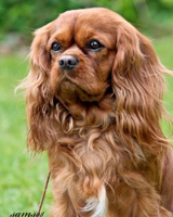 Magnumin Agent aka Maksi