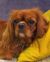 Kallioluodon Bettina