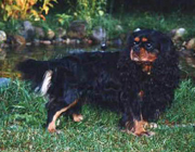 Chantiz Pot Blackberry 'Jaska'