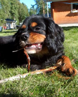 Kallioluodon Calvin Klein