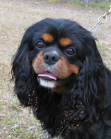 Kallioluodon Calvin Klein aka Kalle