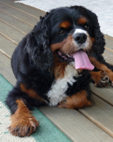 Kallioluodon Carelian Charm