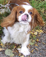 Kallioluodon Don Diego