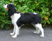 Kallioluodon Geisha aka Muusa