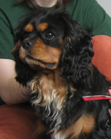 Kallioluodon Herrasmiesvaras