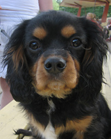 Kallioluodon Jazz N'Groove