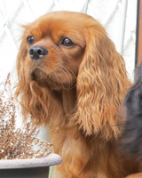 Kallioluodon Kanerva aka Moona