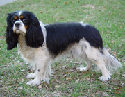 Jablen China Rose aka Kinuski