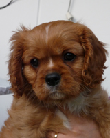 Kallioluodon Limettisitruuna