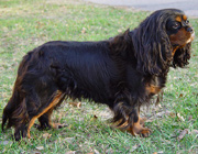 Neftarin Online Lotte aka Lotta