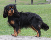 Sideways Sable Marimba