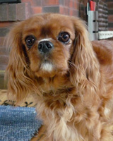 Neftarin Rosa Carelica aka Nata