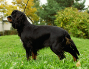 Crowley New Delight aka Nekku