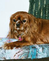 Kallioluodon Balleriina